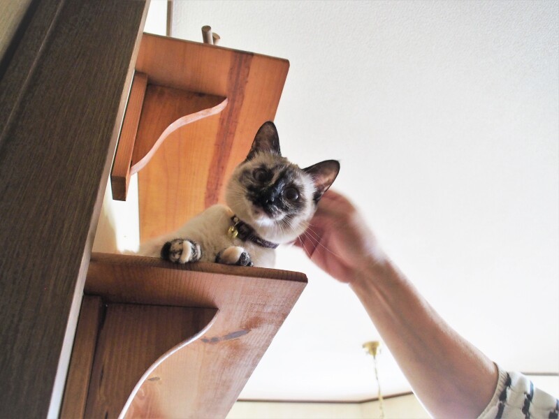 2階で足音がしたら、１階のドアの前の棚でお待ち受け