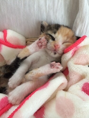 家にきたころの「シャーミン」