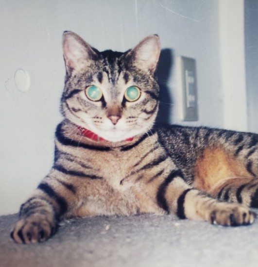 我が家に最初にきたベガ。優しい子でした