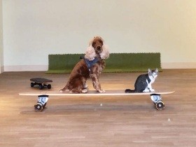 犬と猫の多頭家族になったドッグトレーナー　仲良く暮らせる環境のため気をつけたこと