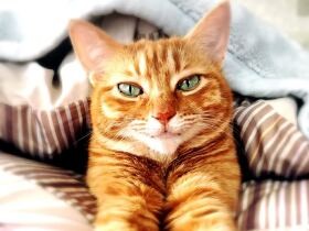 とっさに助けた子猫、思いがけず自分で飼うことに　すると人生が変わった