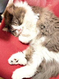 前足でぎゅっ！ すやすや眠るたおくん（画像提供：たおとるねさん）