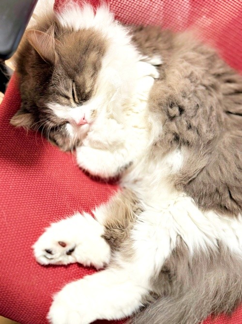 前足でぎゅっ！ すやすや眠るたおくん（画像提供：たおとるねさん）