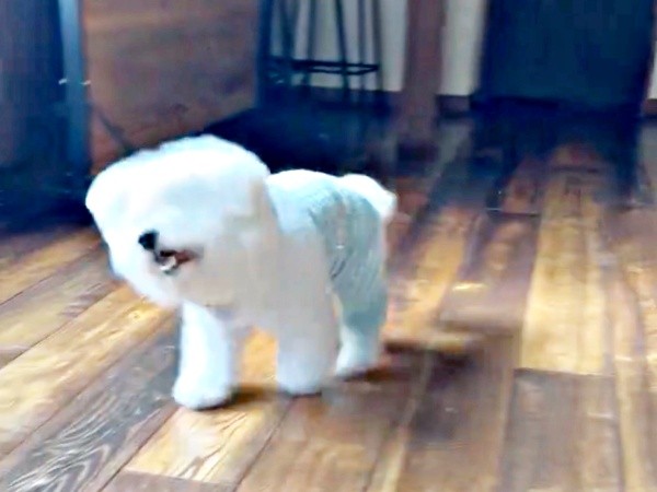 顔を上げてブルブル振るせとくん（画像提供：せとくん）