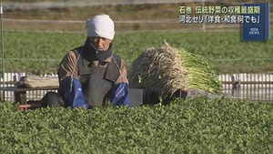 江戸時代から栽培の伝統野菜　河北セリの収穫が最盛期　宮城・石巻市