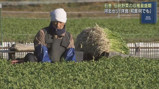 江戸時代から栽培の伝統野菜　河北セリの収穫が最盛期　宮城・石巻市