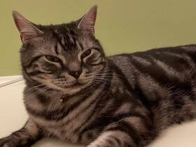 私の眠りをじゃまするのはだれ…　家族を笑顔にするアメショー「らーむ」