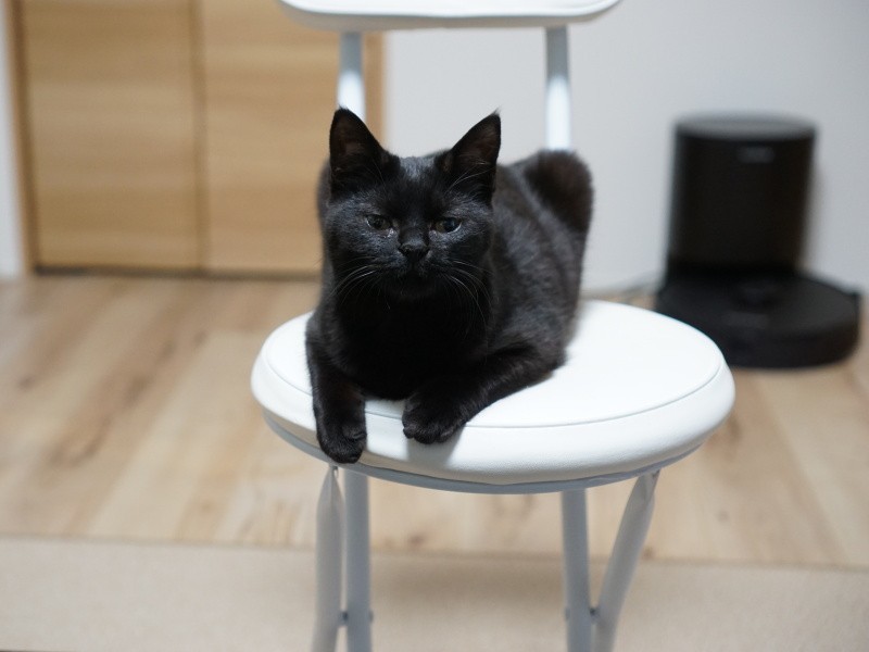 取材中、ずっと参加（監視）していたミクリ「そろそろ時間ですよ」