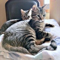 のんびりくつろぐマオくん、モモくん（画像提供：ぽりぽりさん）