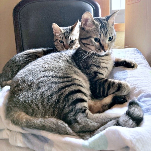 のんびりくつろぐマオくん、モモくん（画像提供：ぽりぽりさん）