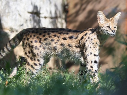 「けもフレ効果」！？　ネコ科のサーバル、ぴょ～んと人気