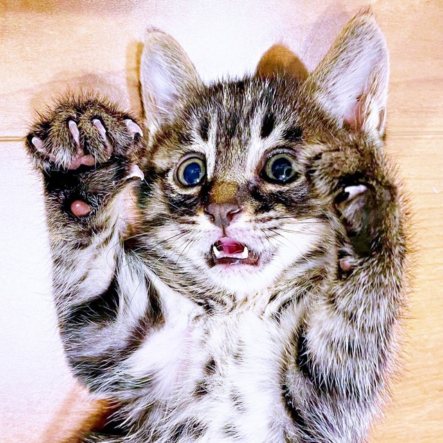 生後推定1カ月、危険な道路から保護されたるなちゃん（画像提供：むぎさん）