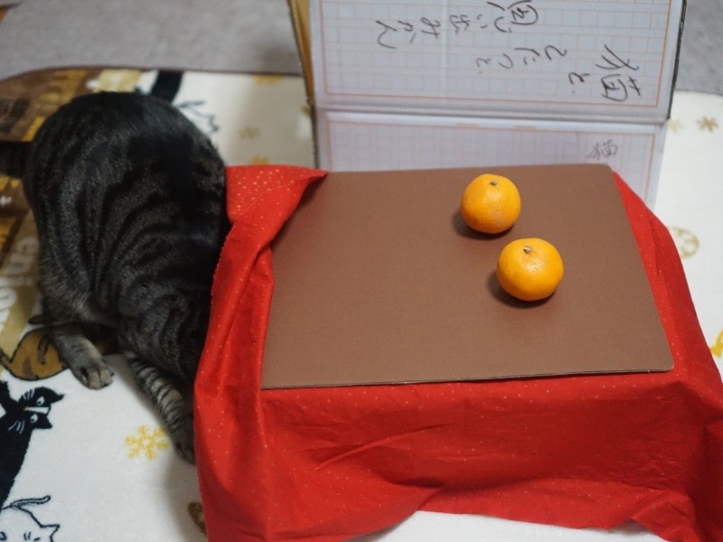 おっ、こたつだ。はいってみよう