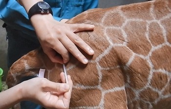 キリンにも「鍼」が効く!？ 人工哺育、骨折…命の危機乗り越え