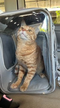 多くの猫が苦手なキャリーもへっちゃら（あんしゃろちょむさん提供）