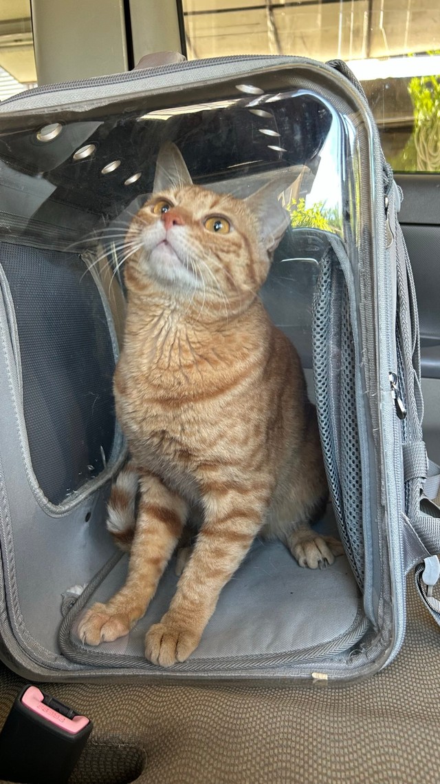 多くの猫が苦手なキャリーもへっちゃら（あんしゃろちょむさん提供）