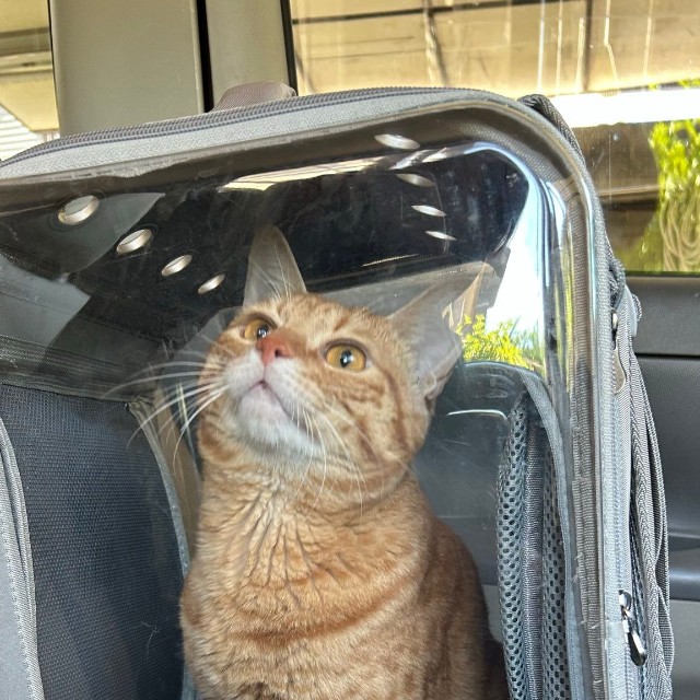 多くの猫が苦手なキャリーもへっちゃら（あんしゃろちょむさん提供）