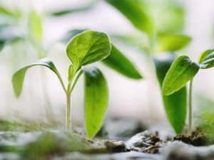 自粛期間中に改めて気づけた、私の心の潤い