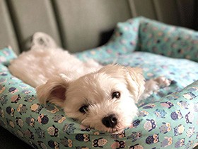 朝ごはん食べおわったし、二度寝しよっと　マルチーズの「ちゅら」
