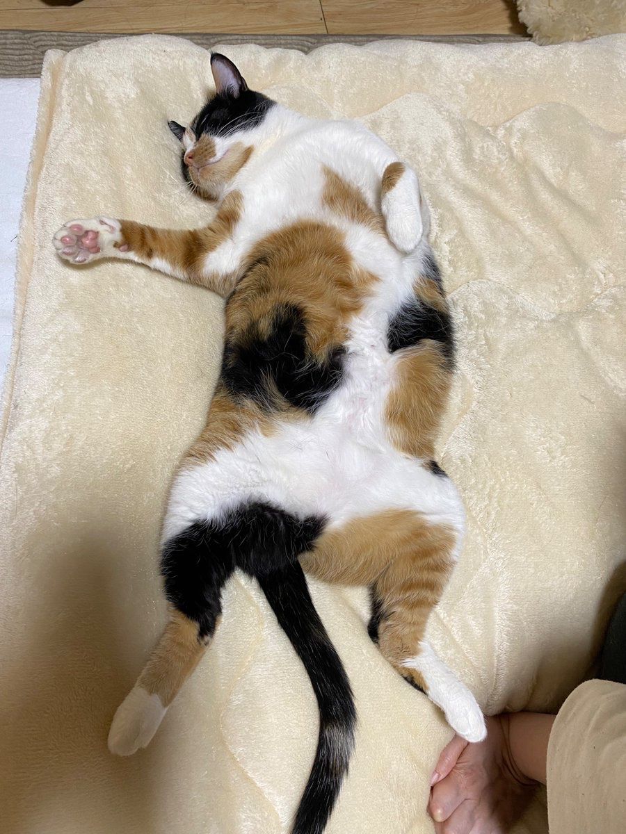 「猫が足を踏むのはわざと!」ベッドでくつろぐ飼い主の足を踏んでくる猫に「うちの子もやる、仲間だ」共感あつまる|まいどなニュース