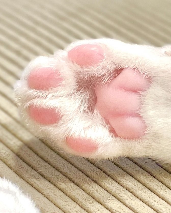 ピンク色の「猫の肉球」写真が話題に 飼い主「元保護猫のガサガサだっ