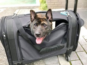 犬を連れて帰省、キャリーケースどう選ぶ？　犬の大きさや性格、交通手段ごとのポイント