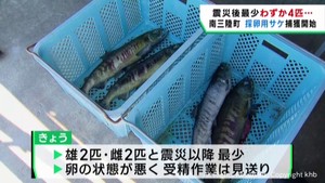 採卵用サケの捕獲が始まる　震災以降最少の初日４匹　宮城・南三陸町
