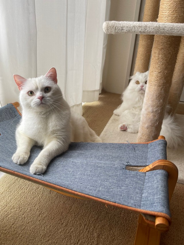 しらたまくんと月ちゃん（提供：月としらたまさん）