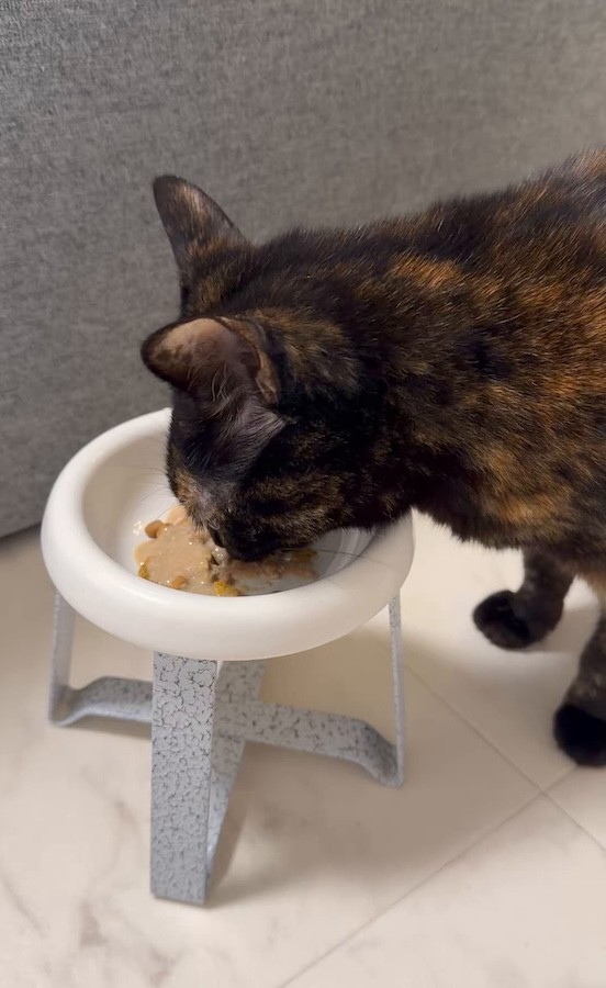 食べむらのあるコルちゃんだが、「カリカリにだしパック」でモリモリ食べてくれるそう（画像提供：コルメルさん）