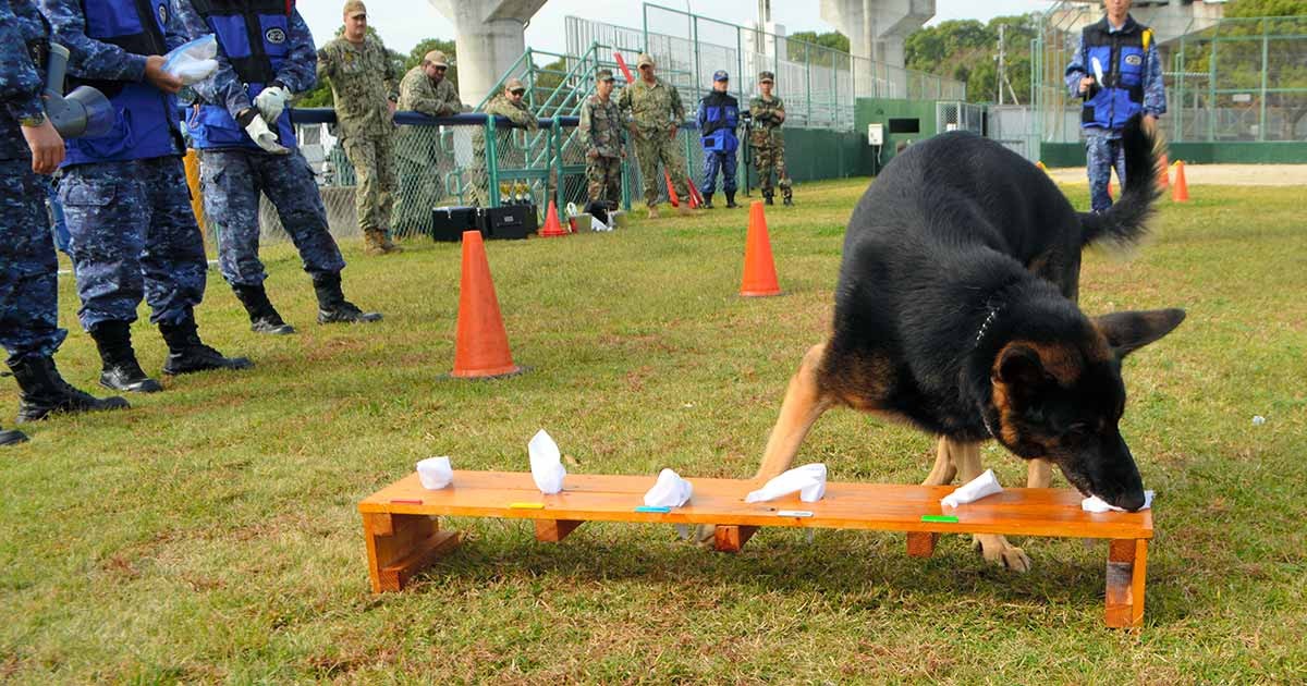 戦時中の軍用犬のバッヂ 戦時中の軍用犬のバッヂ