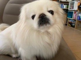 うれしすぎてクルクル回っちゃう！　お散歩大好きペキ「くるみ」