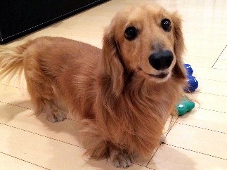 亡き愛犬「エース」が力をくれて甲子園へ　細野悠捕手