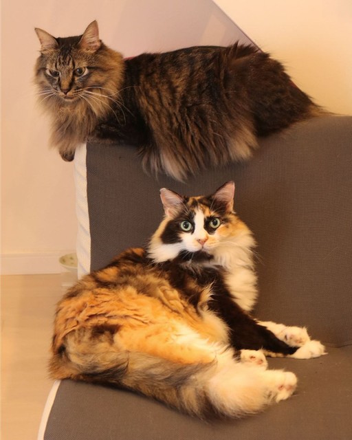 一見、保護猫とは分からないゴージャスな長毛