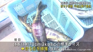 採卵用サケの捕獲が始まる　初日の水揚げは平成以降で最少　宮城・気仙沼市