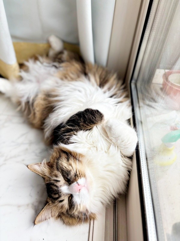 窓辺でゴロン！ 日向ぼっこしながら昼寝をするけだまちゃん（画像提供：けだまちゃんさん）