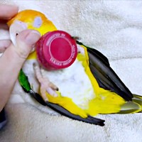 ポーくんは指を甘噛みしつつ、大事なキャップは離しません（画像提供：タイラーさん）