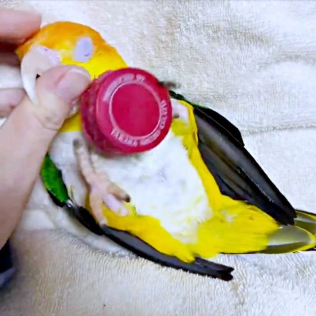 ポーくんは指を甘噛みしつつ、大事なキャップは離しません（画像提供：タイラーさん）