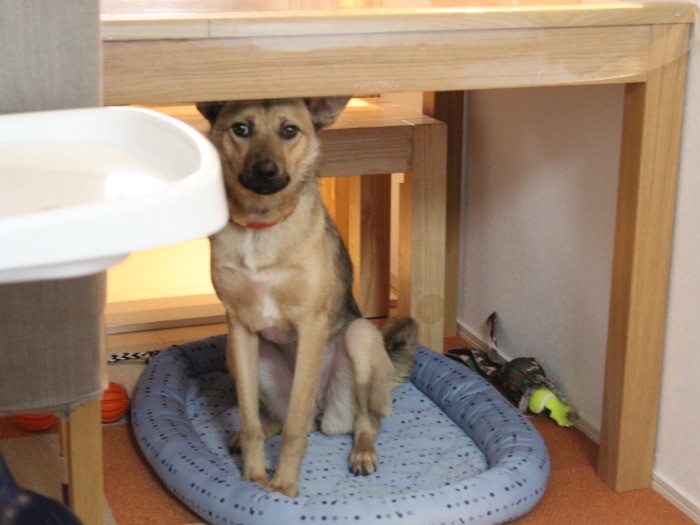 さらに緊張すると、奥のハウスへ