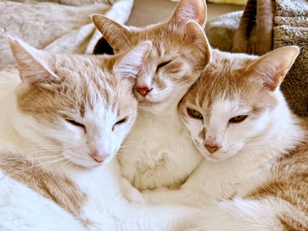 仲良し親子（左から）モカくん、リンちゃん、レンくん（画像提供：ともさん）