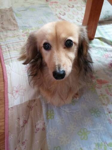 在りし日のそらくん。17年間、岸さん宅で愛されました。そらくんと長く過ごした部屋に、今はうに、ララが暮らしています（岸さん提供）