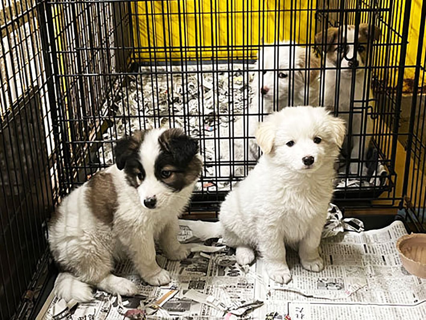 雪原を駆ける姿にこみ上げる思い 臆病な半野犬が人間を信じてくれるまで 心身ともに成長したね｜まいどなニュース