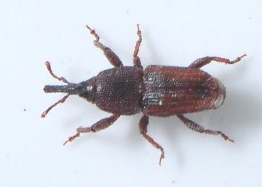 コクゾウムシの成虫（画像提供：アース製薬）