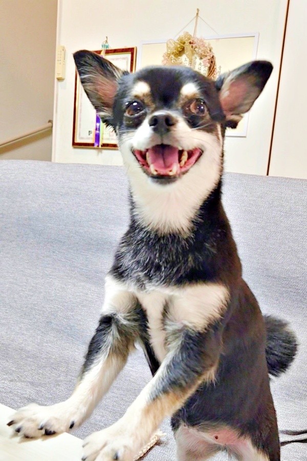 瞳を輝かせて笑みを浮かべる禄ちゃん（画像提供：ろく子さん）