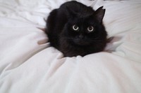 くろちちゃん、やきもち焼いちゃった（ねこといっしょさん提供）