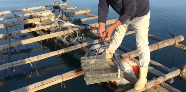 自然や海の生態系にも害が及ばないように配慮もしている