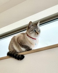 人間だと56歳。でも、高いところにも登れる＝chako_nakaさん提供

