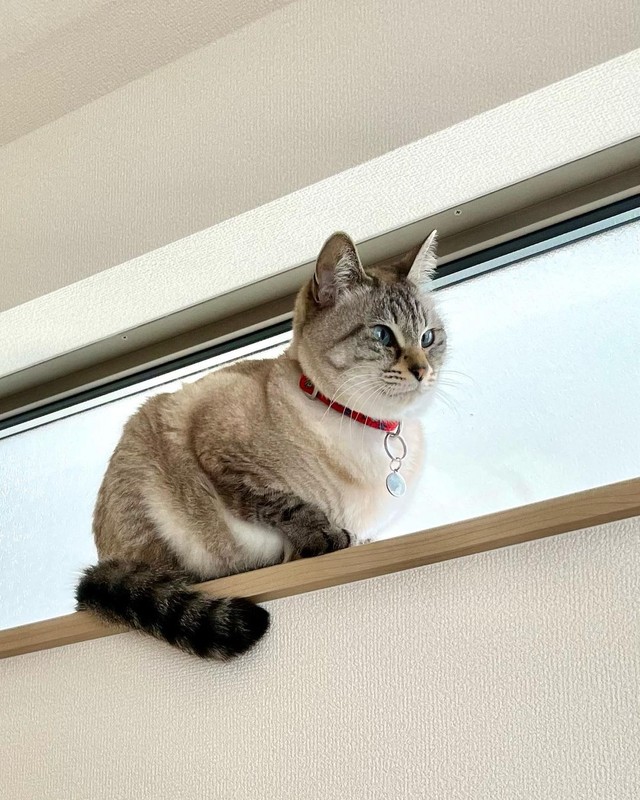 人間だと56歳。でも、高いところにも登れる＝chako_nakaさん提供

