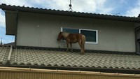 冠水の倉敷・真備で小さな奇跡…流されたミニチュアホース屋根の上で生存