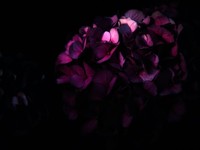 私は主人公じゃない。私みたいな存在は、ピンクを着るべきじゃない