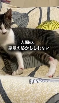 脚が不自然に曲がった状態で保護された、はるくん（保護猫シェルター「はぐみぃハウス」さん提供、Instagramよりキャプチャ撮影）